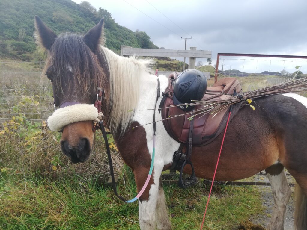 Horse in countryside with willow braches on back