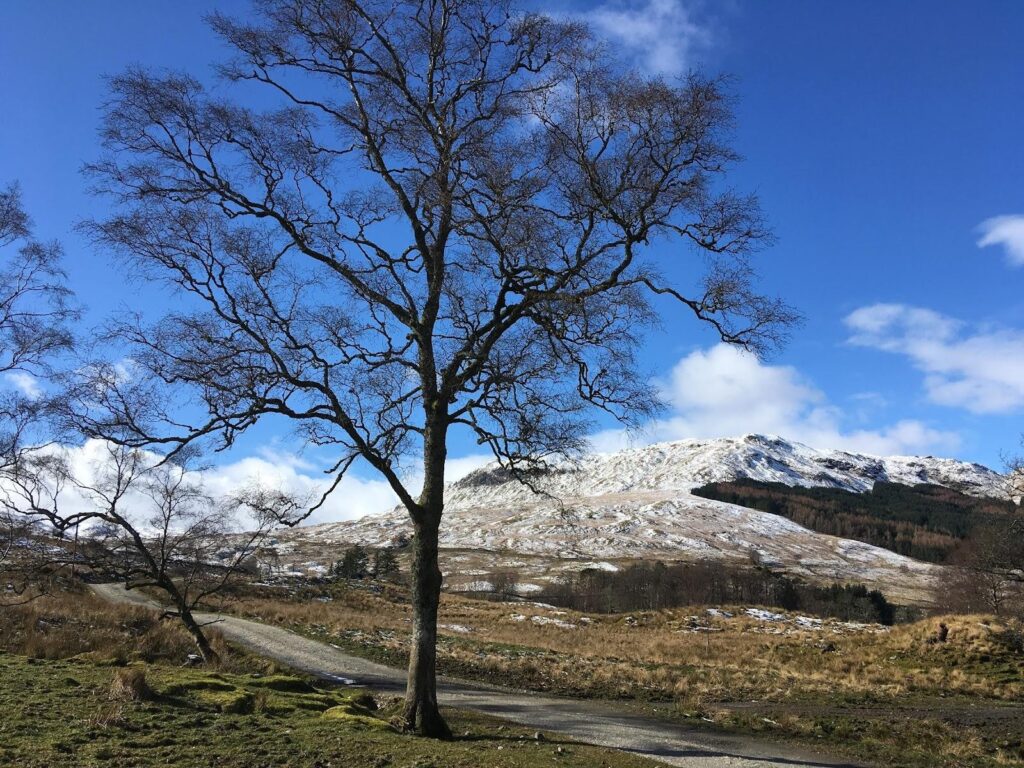 Leafless tree in front of snow covered hill with blue sky. A sense of isolation and change.